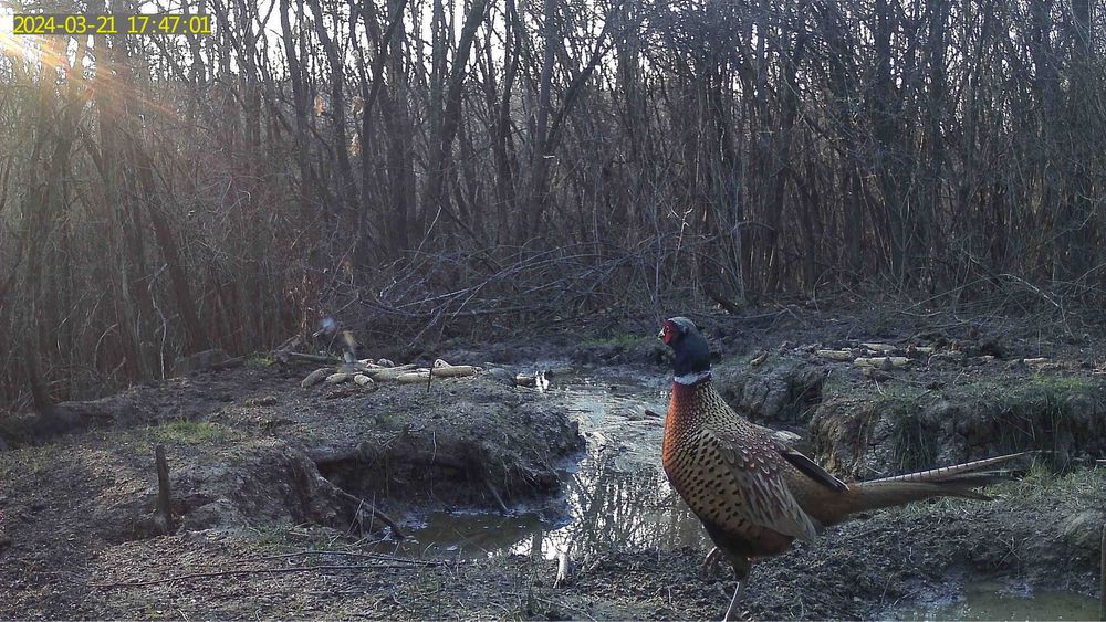 Camera vanatoare originala ForestVision Live C7 4G GPS