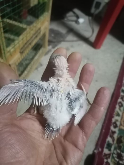 Для ручной. попугаев волнистый и  андурки .волнистый 50 тысяч .