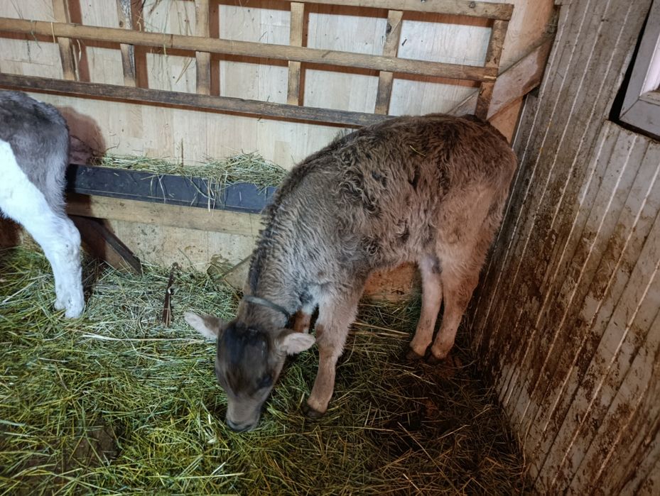 Телята бычок еркек бузаулар