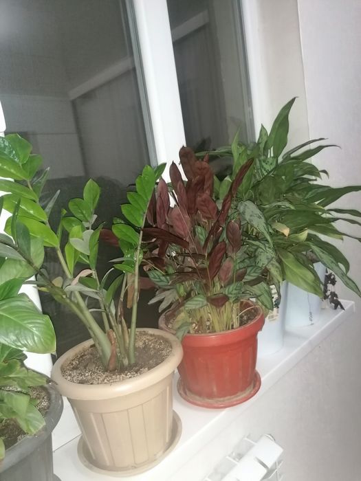 Комнатные цветы разные