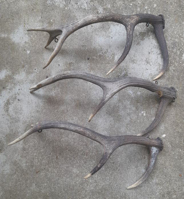 Рога - украшение за механа/хижа.