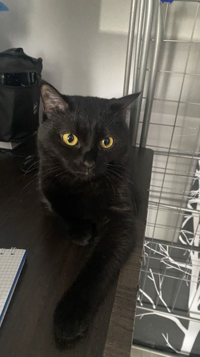 Отдам кошечку стрелизованную