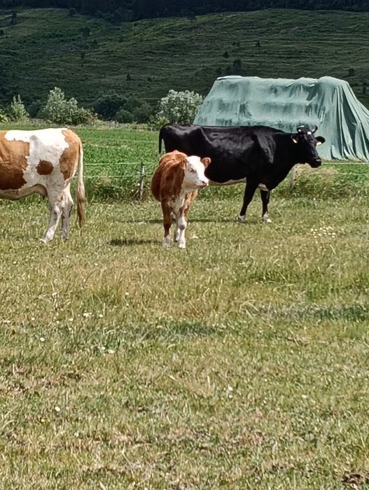 Vițele de vânzare
