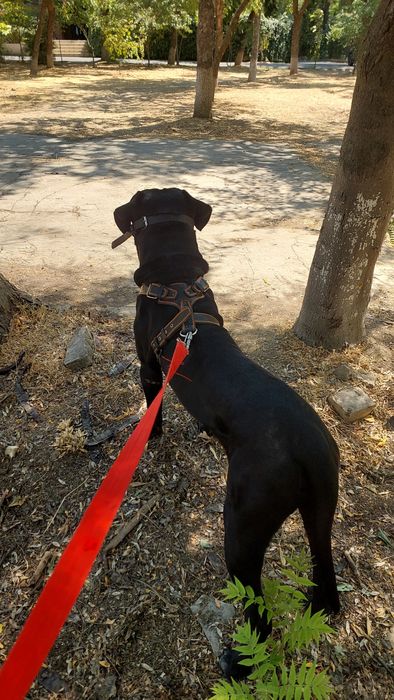 Передержка. В гостях у кинолога!