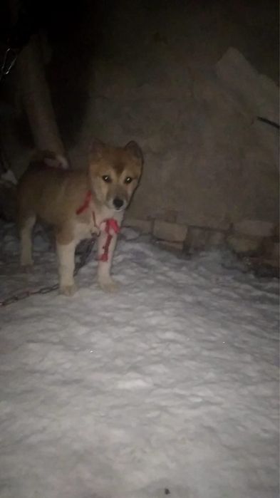 продам Лайка девочка