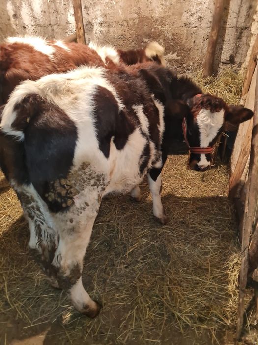 De vânzare 2 vițele