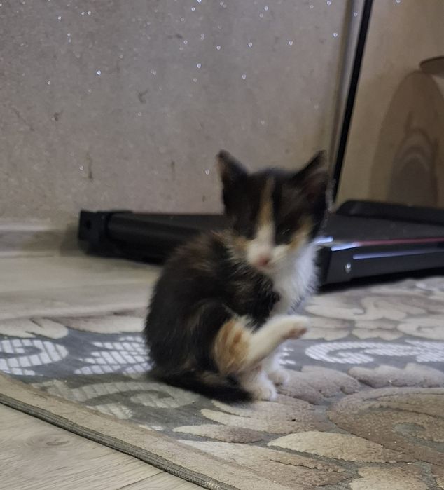 Отдам котят 2 девочки и мальчик