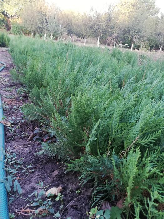 Туя разсад 0.80 лв