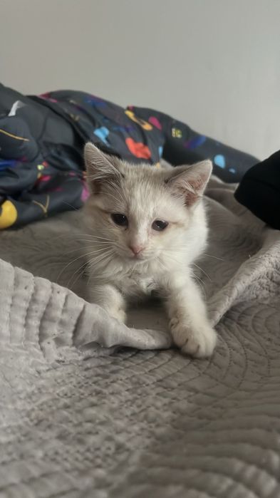 Pisicuță pentru adoptie