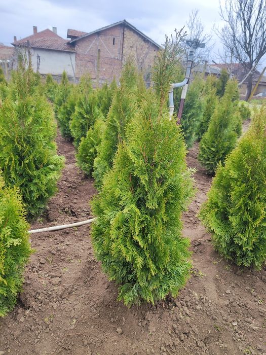 Туя Ауреа Нана , Лейланди , Смарагд !