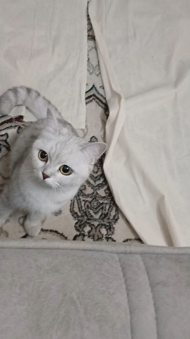 Шиншилла чистокровная