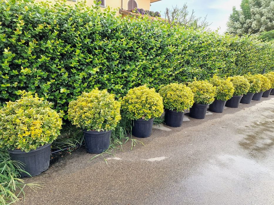 Palmieri, maslini, bonsai, bananieri, plante glob