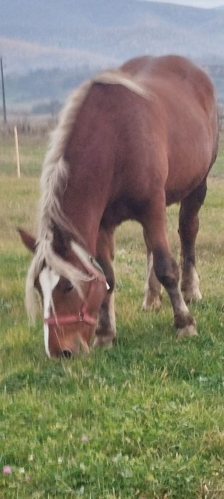 Cai de vânzare animale