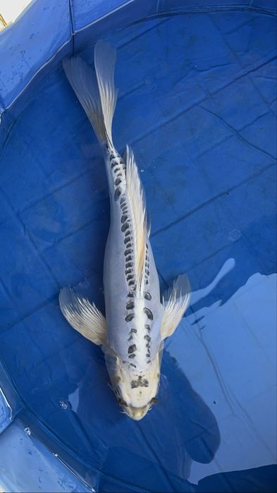 Crapi Koi import Japonia