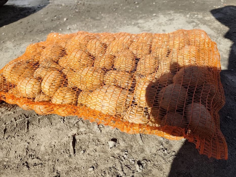 Cartofi de consum Paradiso