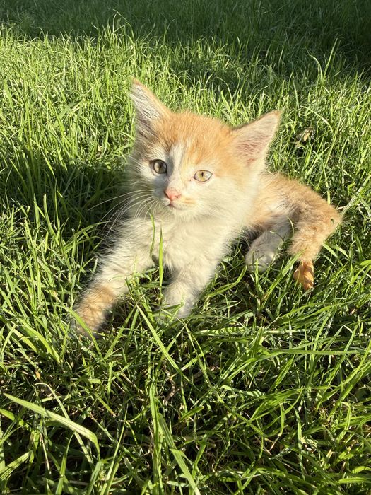 Отдам котёнка в добрые руки