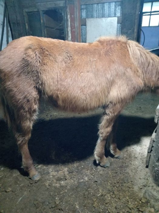 Тай 2 головы. Молодняк