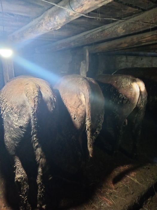 5 ай бордақыда тұрған бұқалар етке.