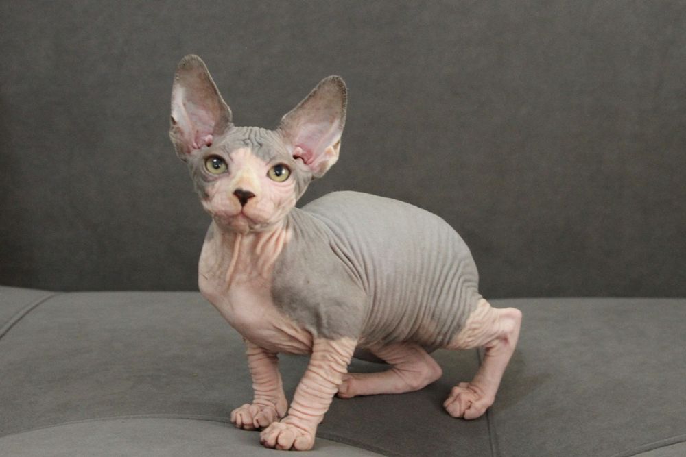 Канадские сфинксы