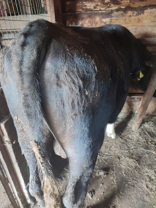 Бычки откормленные