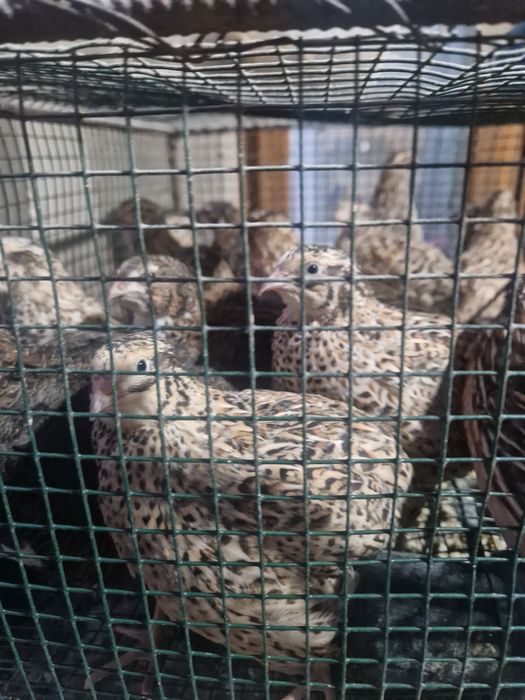 Prepelite si pui de prepelite