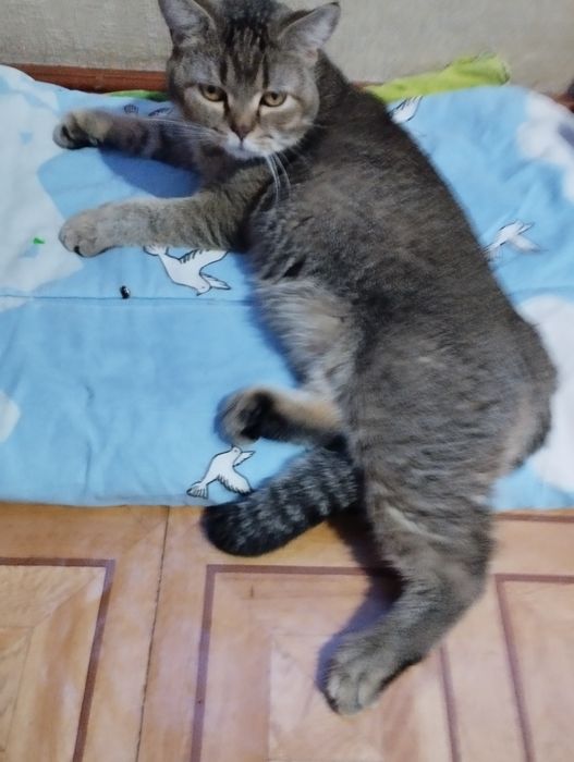 Молодой котик ждёт подругу.