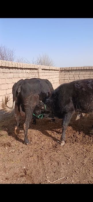 Assalomu Alaykum. Paroda buzoq ho'kizlar sotiladi.