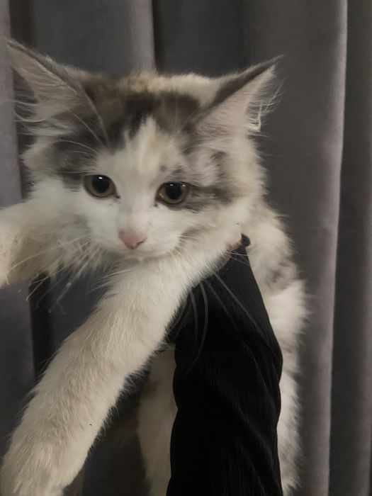 Котята в добрые  руки мальчики и девочки