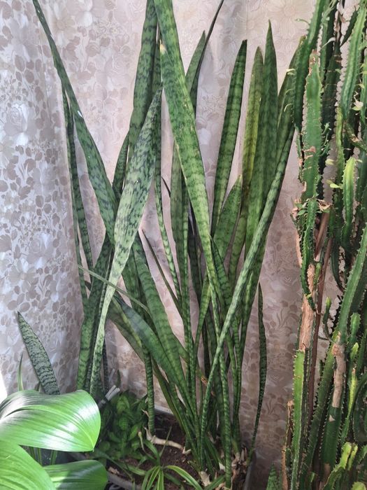 Продам цветок сансевиерия (щучий хвост)