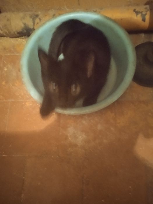 Отдам котенка в добрые руки
