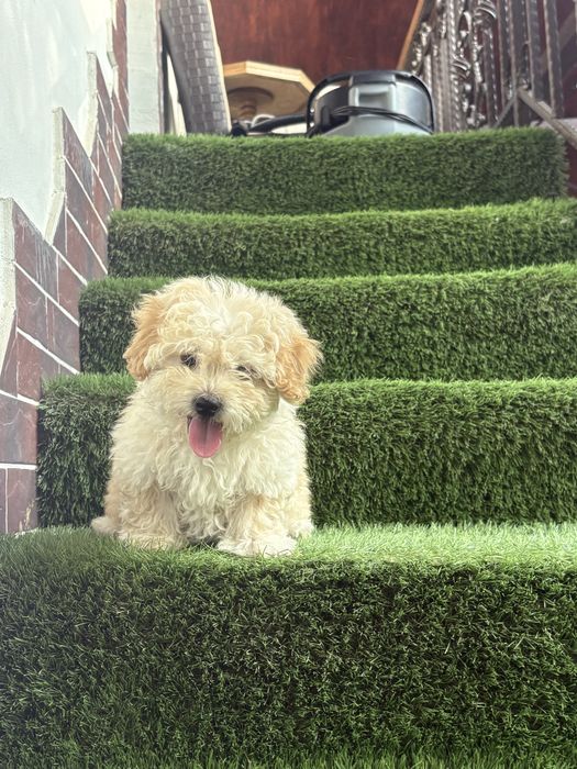 Maltipoo mini toy
