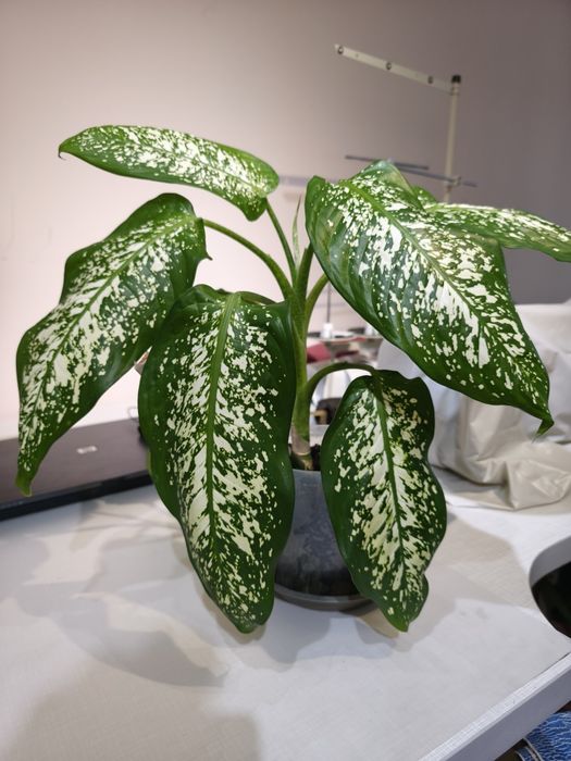 Диффенбахия продам