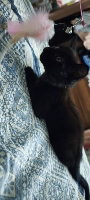 Отдам даром котёнка