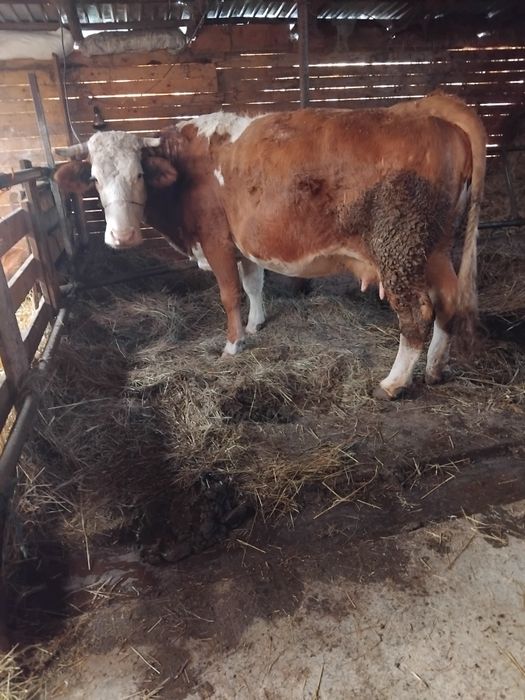 Vacă bălțată de vânzare gata de fătare