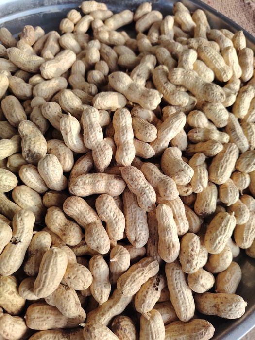 Shu mag'iz sartofkalardan tayyorlab beramiz Surxondaryodan