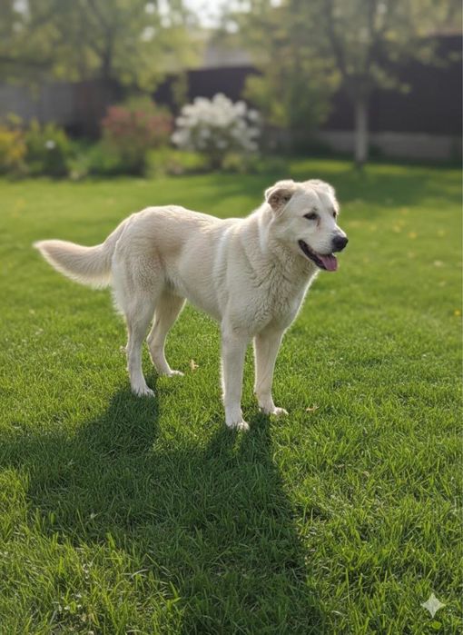 Собачки в добрые руки!