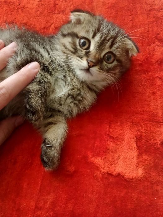 Skottish fold 3 oylik og'il bola sog'lom