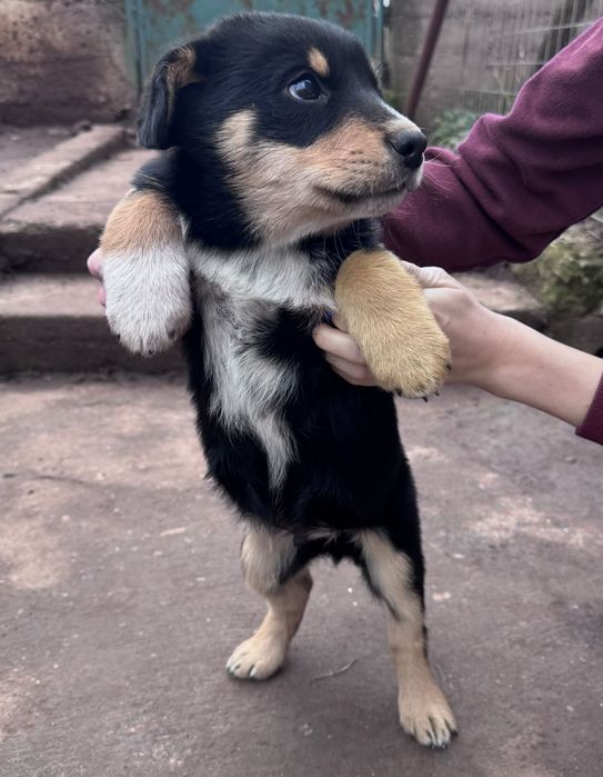 Кученца Рико и Рея