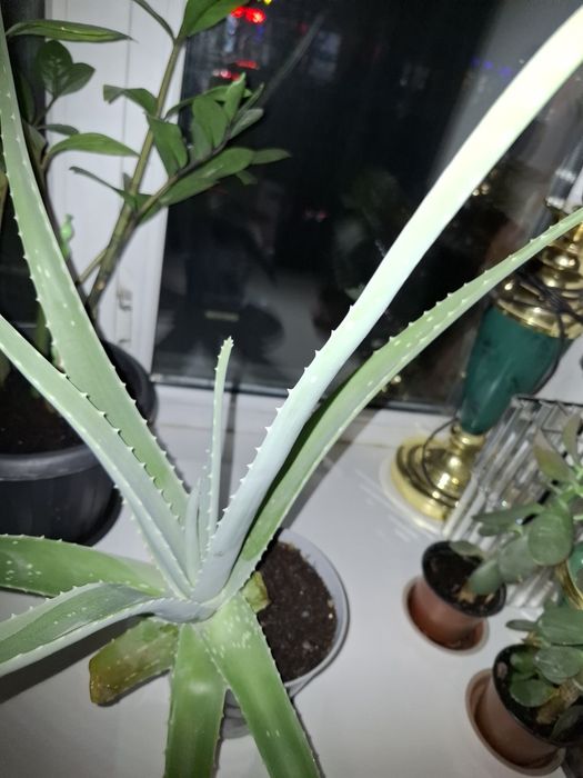 Продам денежное дерево