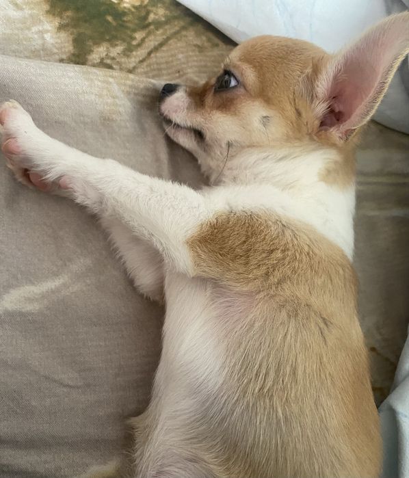 Чихуахуа мальчик