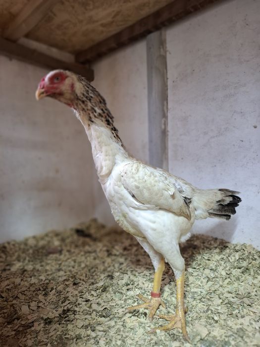 Дакан курица несётся