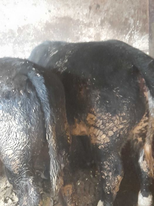 2 taurasi angus ,o vitica belgiana,o vaca bruna