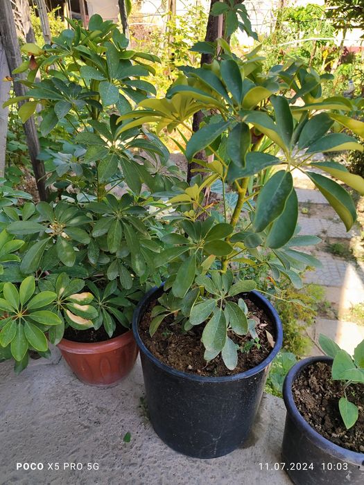 Домашние цветы  алиандир