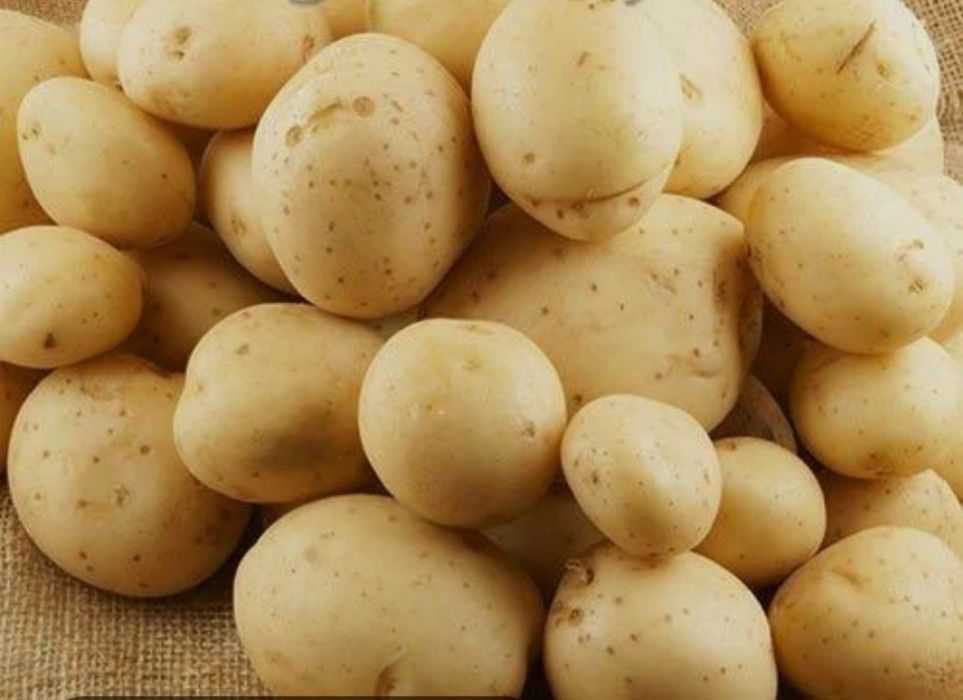 Продам семенную картошку
