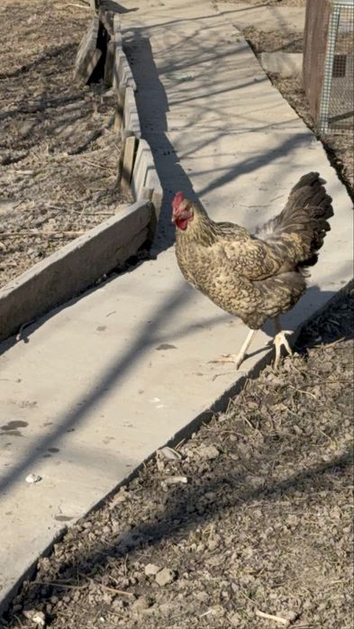 Кучинская юбилейнаяСицевая