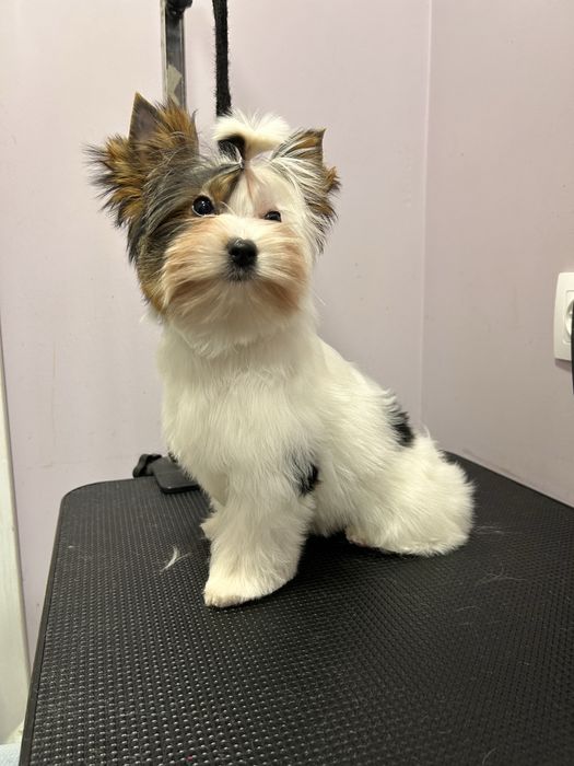 Бивър териер /Biewer terrier