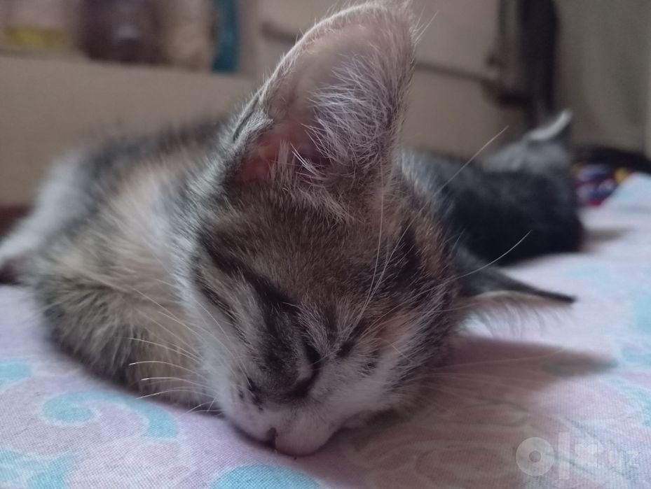 Pshik bor bepul yakshi kolarga beraman