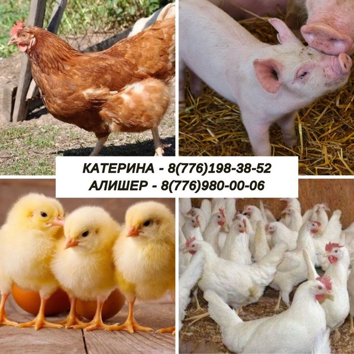 Продаю курей несушек
