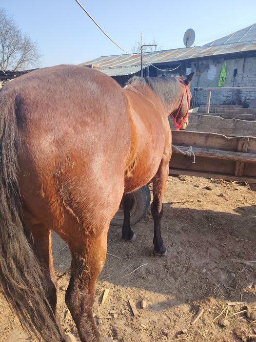 Vând iapă in vârstă de 6 ani