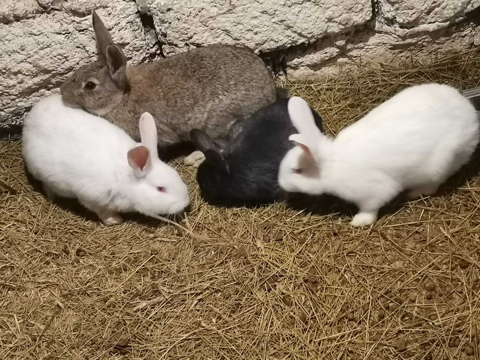 Продаю кроликов..